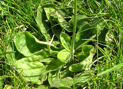 Mittlerer Wegerich, Plantago media